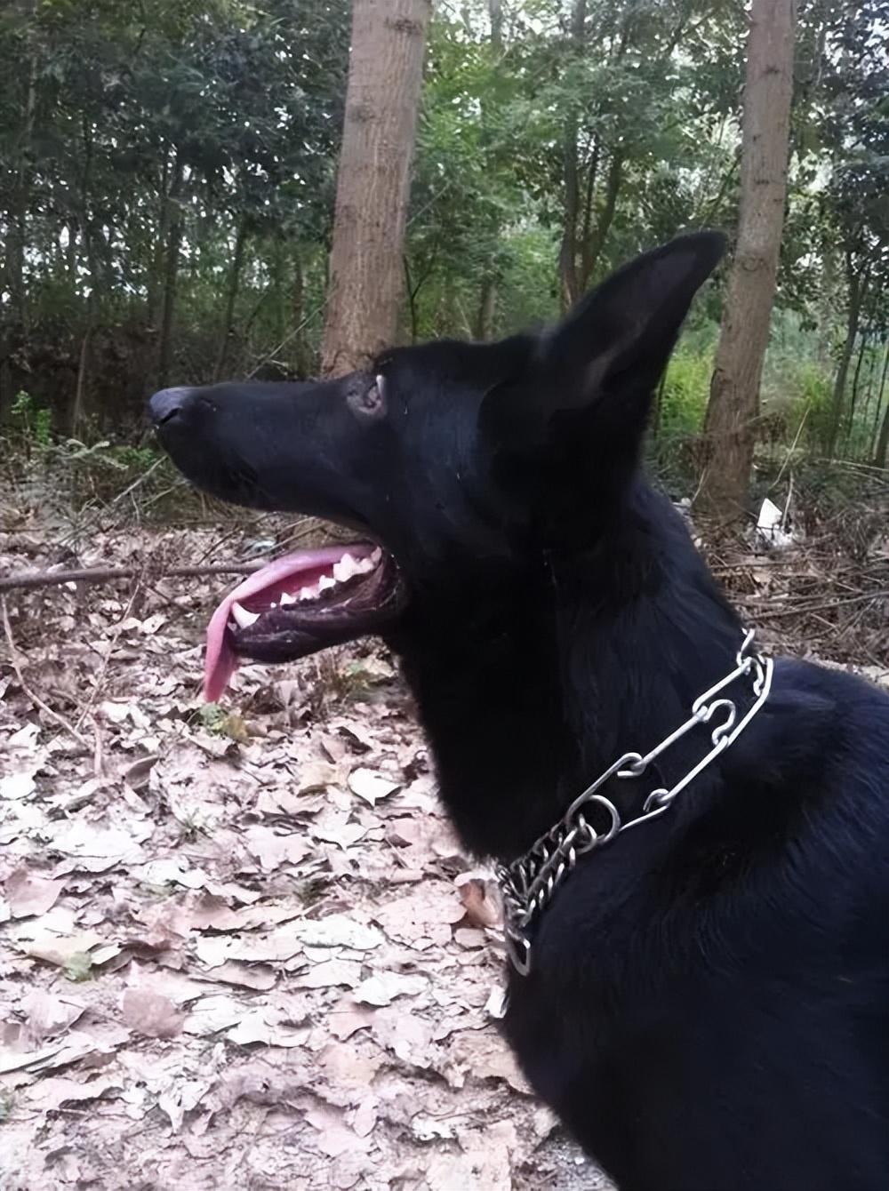 黑色狗的品种(纯黑色的小型犬都有哪些)