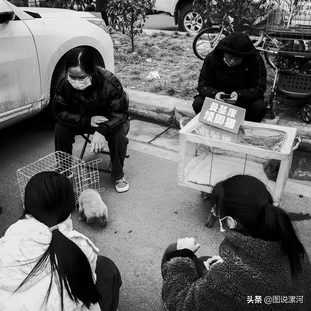 宠物市场在哪里，成都的宠物狗市场在那里呀（漯河宠物市场印象）