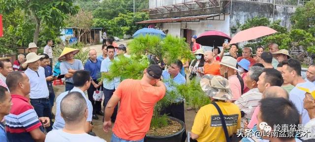 7月开什么花，哪些花是夏天开的（八月花飞万物生）