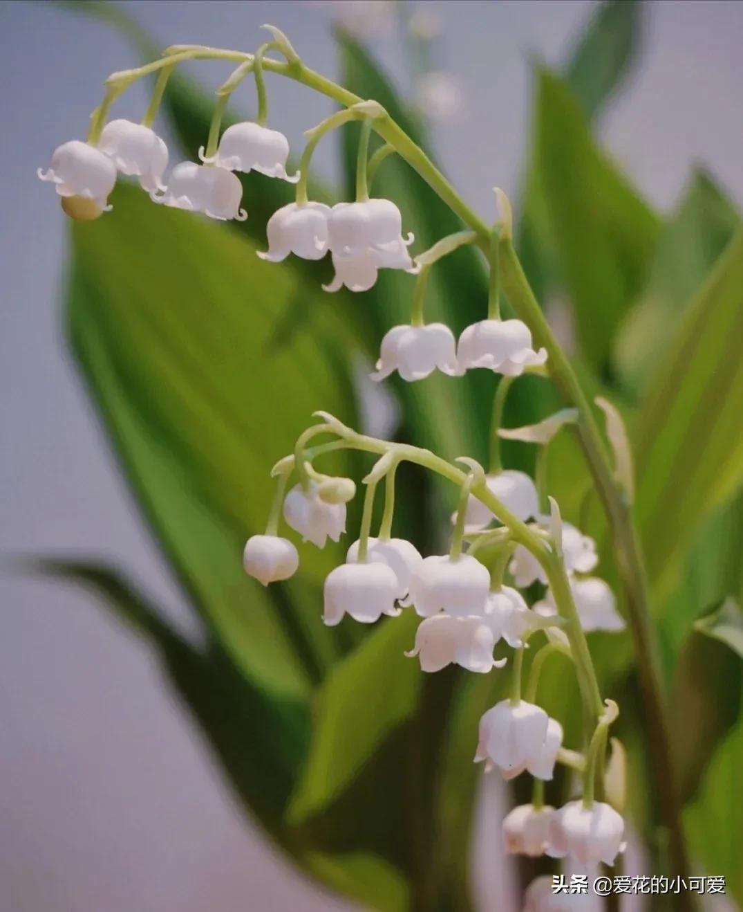 各国的国花是什么花，世界各国的国花是什么（一花一世界‖世界各国的国花你知道多少）