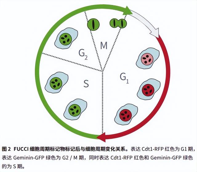 细胞周期分析是查什么，细胞周期的检测方法