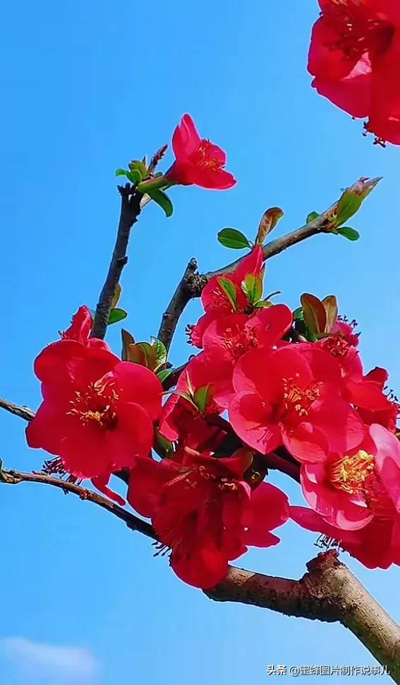 莺歌燕舞是什么季节，柳绿花红莺歌燕舞是什么季节（百花争艳的季节）