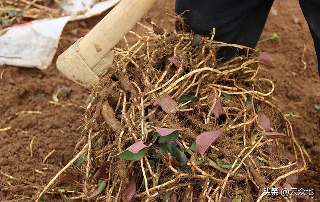 鱼腥草(折耳根)怎么种植?根茎繁殖,科学水肥管理