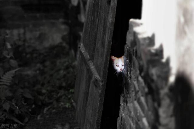 猫肉能吃吗，猫肉能吃吗民间说法（仅仅是因为猫肉发酸）
