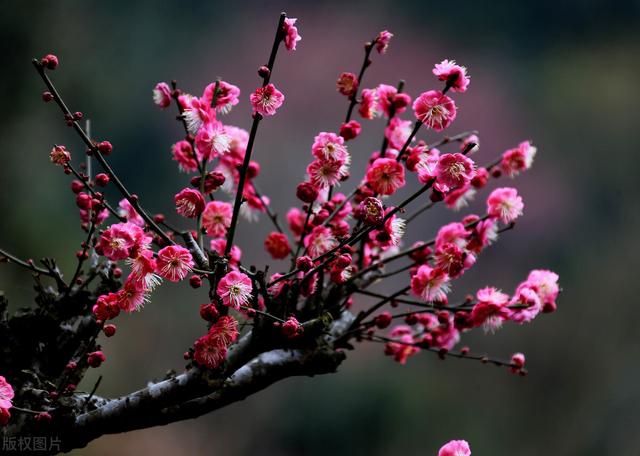 梅兰竹菊四君子，梅兰竹菊为何称为四大君子（被称为“四君子”的梅兰竹菊谁才是四君子之首呢）