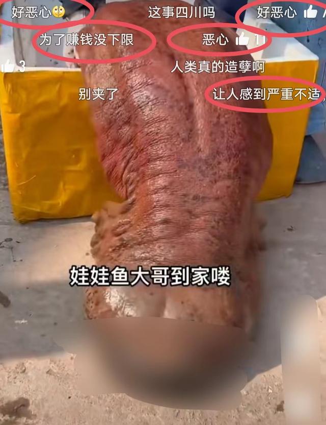 肥肥鲨，微信头像，肥肥鲨（被指吃相难看像恐怖片）