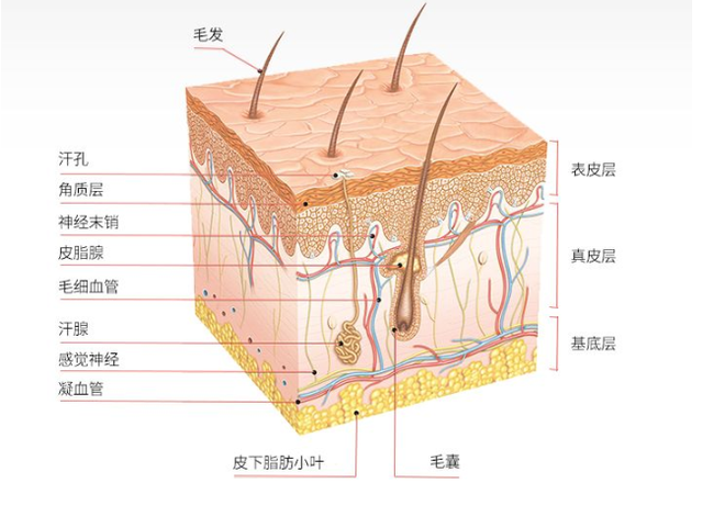 表皮层的五层各大功能，表皮层的五层各大功能分别是（皮肤结构的基础知识）