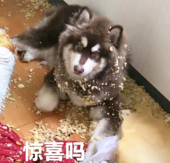 阿拉斯加犬好养吗，阿拉斯加犬好养吗阿拉斯加雪橇犬怎么养（都说阿拉斯加很难养？我不信）
