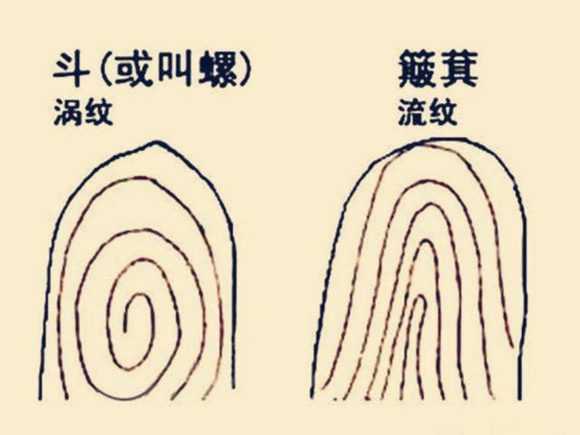 中华指纹奥秘图解，中科院发现指纹斗与簸箕的奥秘