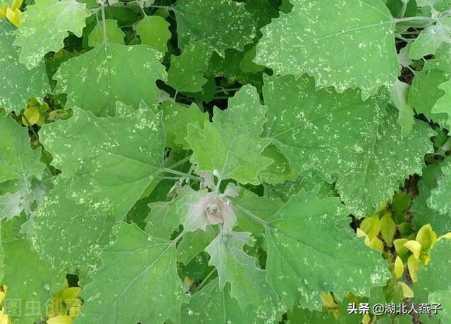 农村100种野菜图片，农村100种常见野菜（让你轻松认识各种野菜和吃法）