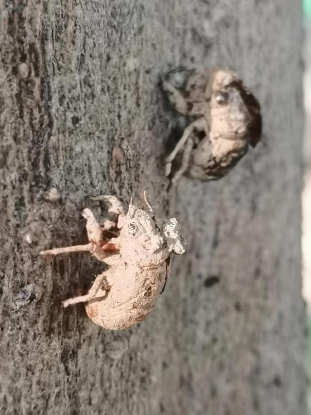 蝉蜕的功效与作用，蝉蜕的作用与功效（蝉蜕：高风亮节，破茧重生之美）