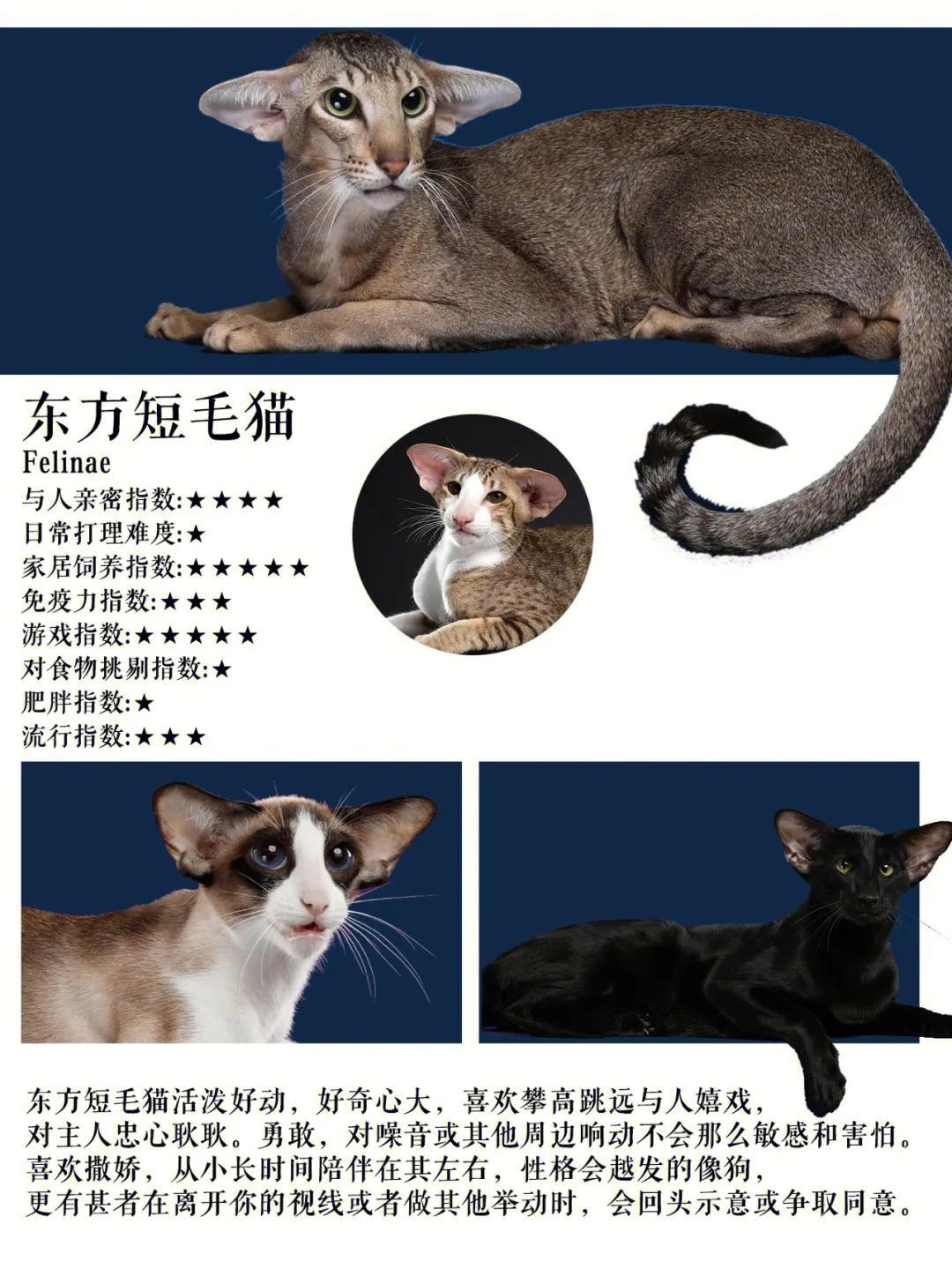 异国短毛猫多少钱 短毛猫价格多少钱一只