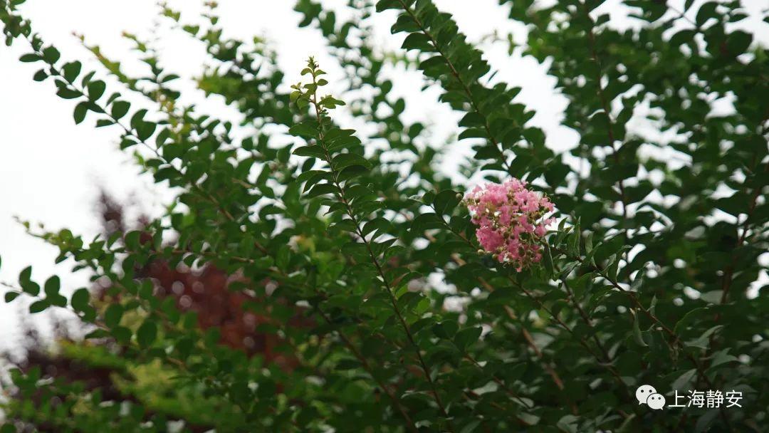 紫薇花的花语和寓意，紫薇花的花语和寓意和象征（“紫薇”在古诗中的特别含义你知道么）