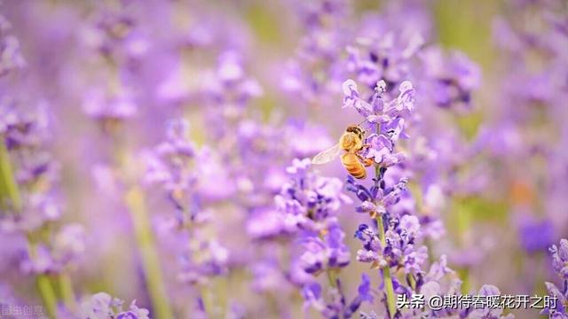 薰衣草的花语是什么，薰衣草的花语（薰衣草花寓意-奇迹、浪漫、与爱再相遇）