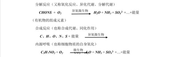轮虫为什么能净化污水，污水处理轮虫作用（什么是废水好氧生物处理）