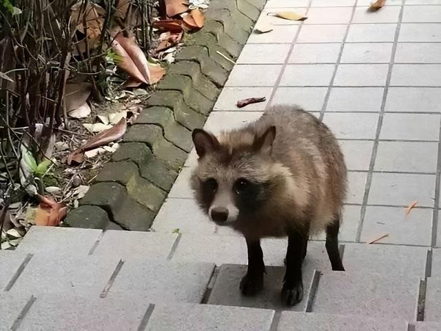貉子是什么动物，为何现在频繁出现在上海