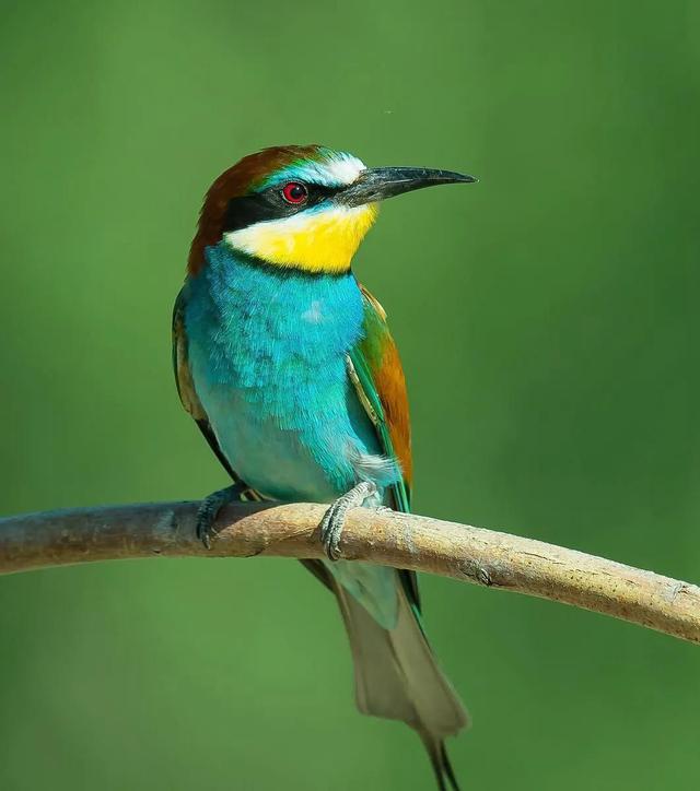 黄喉蜂虎最早什么年代出现的，黄喉蜂虎