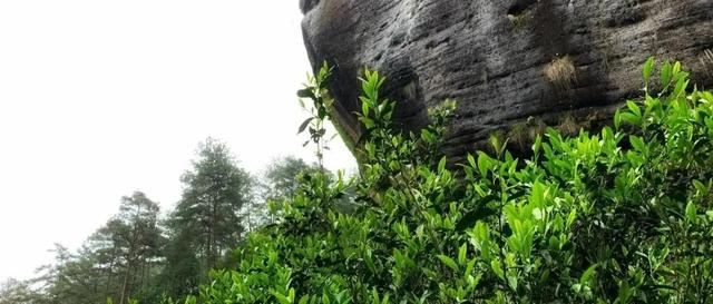 牛栏坑肉桂特点，岩茶天花板——R8牛栏坑肉桂