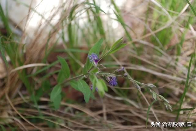 曼陀罗花的图片，曼陀罗花是什么（301味中药材的原植物彩色图谱）