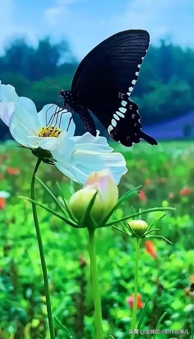 一些超级好看的图片,非常好看的唯美图片(一枝独秀万缕香)