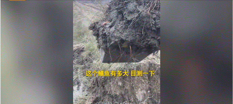 黄鳝是雌雄同体吗，为什么雌黄鳝会变成雄黄鳝（湖北男子挖出3条“巨型”鳝鱼）