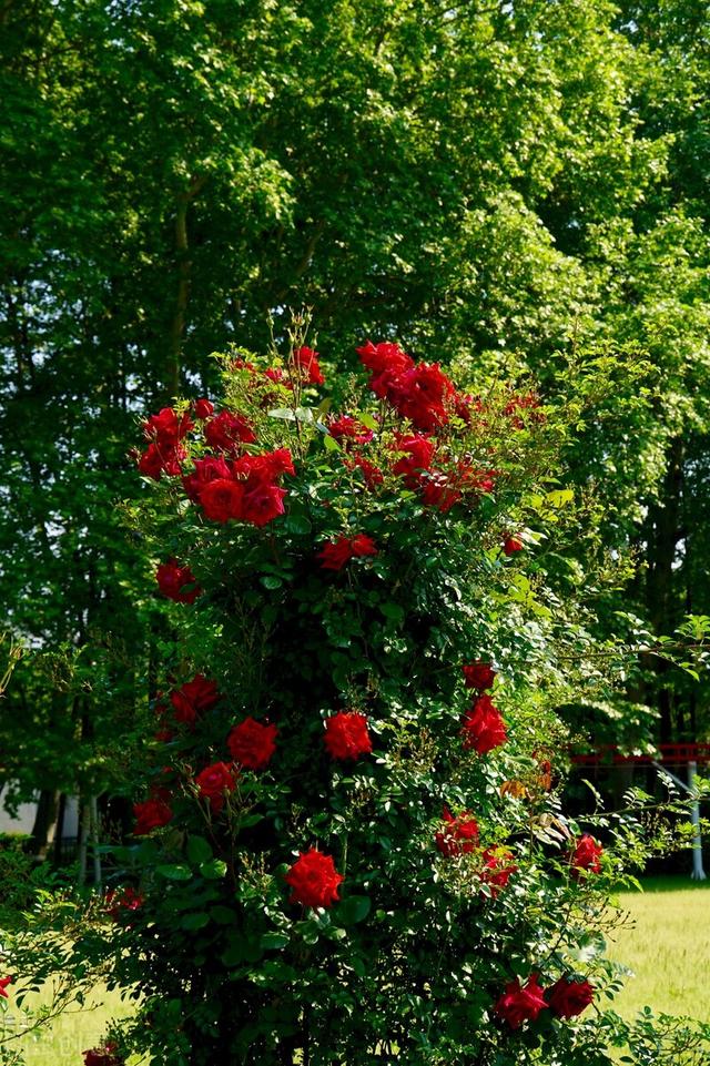 5月20对老公说的话，对老公说的话（致明天的520…给我老公）