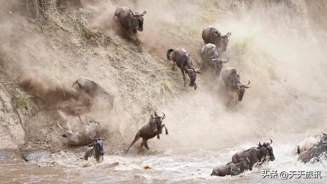 东非动物大迁徙，东非动物大迁徙的路线图（“生命的长征”东非野生动物大迁徙）