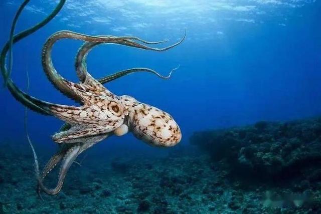为什么说章鱼是四维生物，章鱼有几个大脑（乌贼能看到人类看不到的东西）