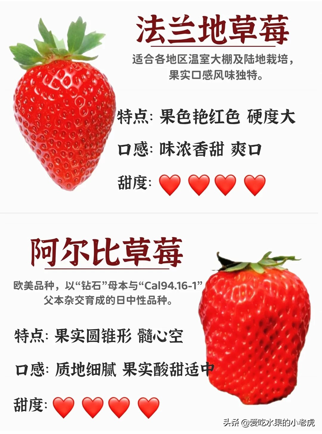 草莓品种大全名称图鉴图片