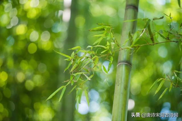 写古诗《画》的作者是谁，画的作者怎么称呼（何可一日无此君）