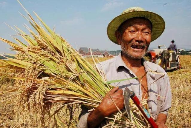 关于大米的诗句,记录农民辛苦种田的诗句 - 玉三网