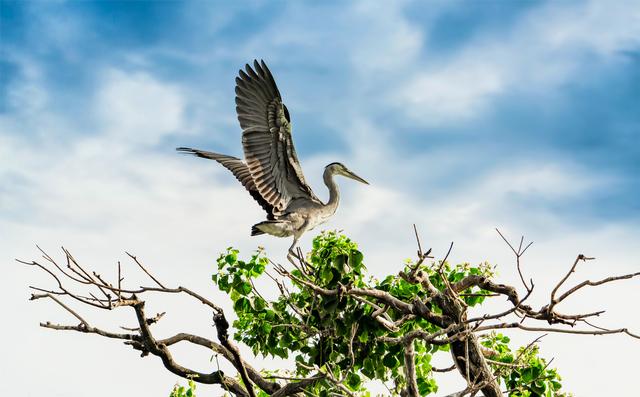 一张图看懂鸟类摄影，什么样的鸟类摄影作品更容易打动人