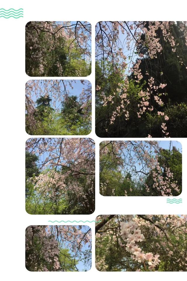 西府海棠的花语和寓意，西府海棠的花语和寓意是什么（钟山*雨花台*玄武湖）