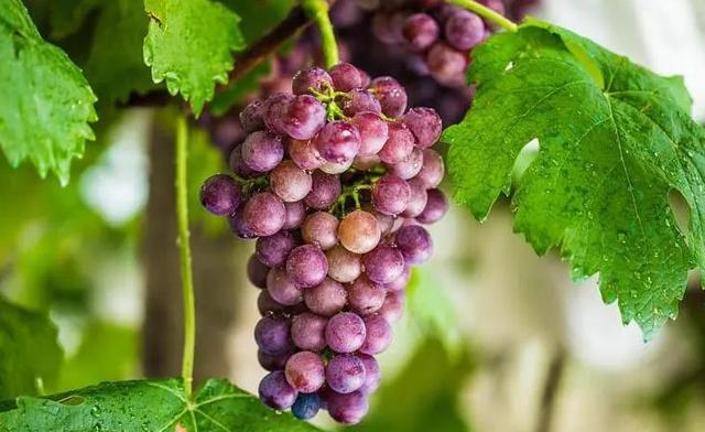 十种人不能吃樱桃，哪些人不能吃樱桃（癌症患者适合吃、不适合吃啥水果）