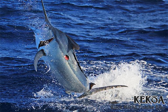 虎鲸和蓝鲸谁厉害，虎鲸vs巨齿鲨vs蓝鲸哪个会赢（深海最凶狠的动物）