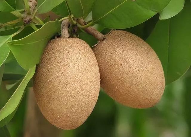 雪莲果图片，这13种水果因为名字被误解（雪莲果图片叶子图片）