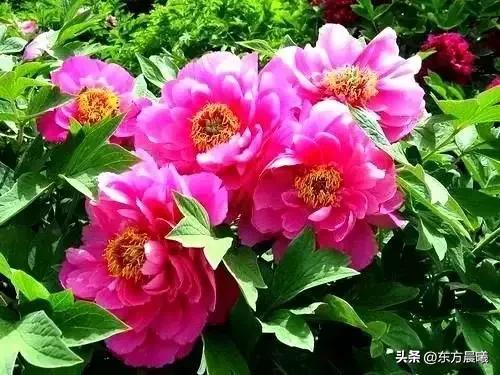 东方晨曦 ll 汉牡丹园·邢台柏乡