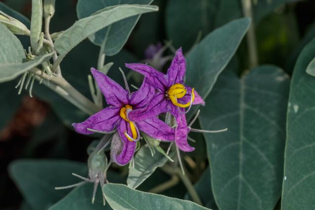 中国稀有水果，中国稀有水果名称大全（盘点世界上最稀有的6种水果）