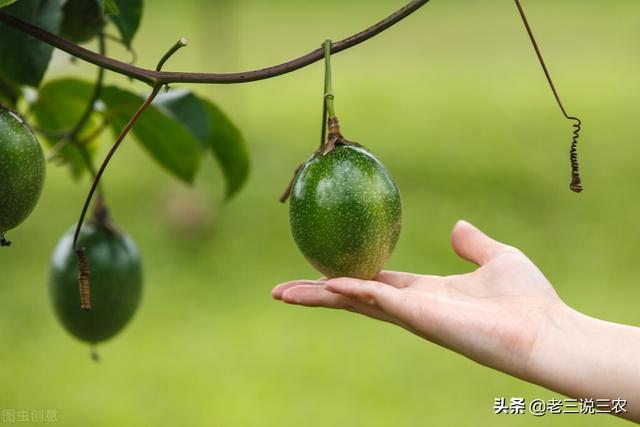 百香果的种植方法，百香果种植时间和方法（教你怎样种百香果树）