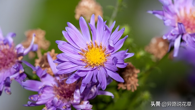 格桑花是什么花，格桑花有哪些特性（秋英、翠菊、金露梅到底是哪种花）