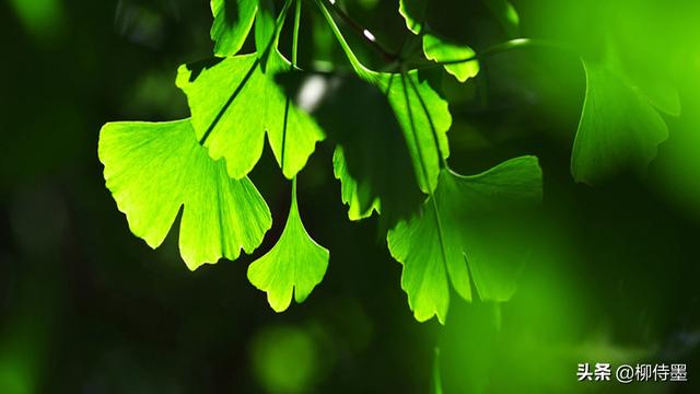 怎么拍照片好看，手机怎么拍照片好看（照片不能“瞎拍”）