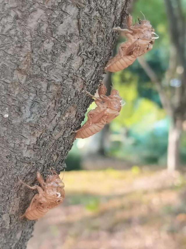 蝉蜕的功效与作用，蝉蜕的作用与功效（蝉蜕：高风亮节，破茧重生之美）
