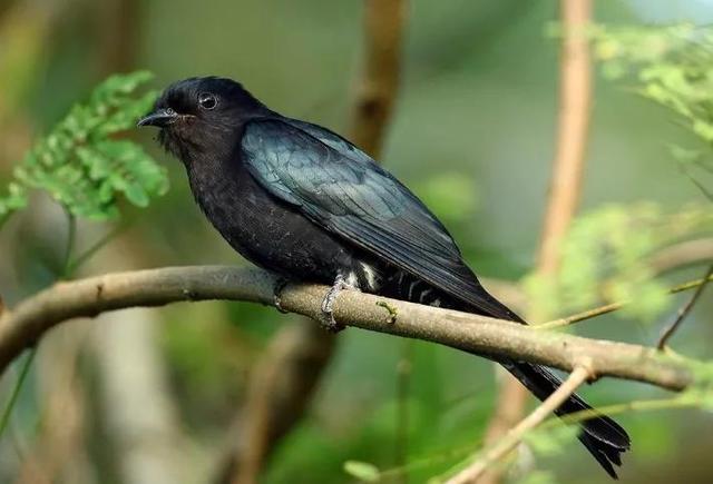 鳥類大全圖片及名稱,鳥類圖片大全(這個系列10種鳥的圖鑑)