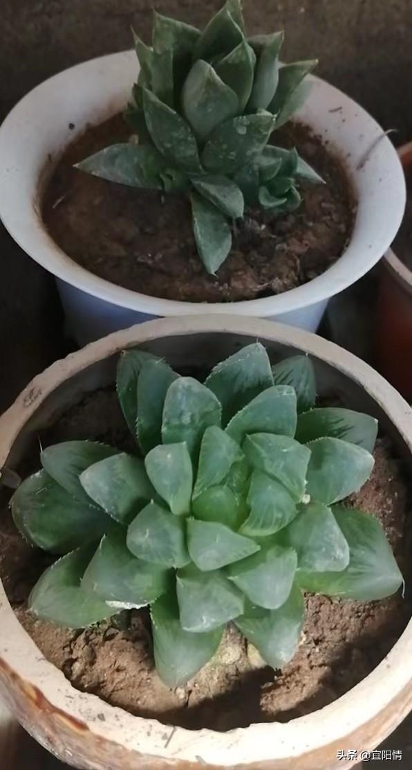 雪莲肉肉图(肉莲花是什么)-娱宸网