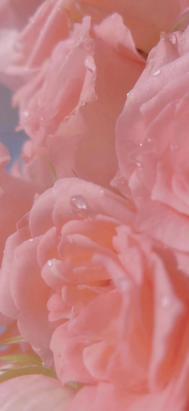 粉色系美图,美图壁纸 粉色(粉色系壁纸丨浪漫的灵魂)