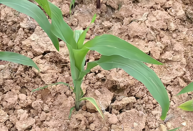 六毛啥意思，六毛五什么意思（2种情况，老农教你别数错了）