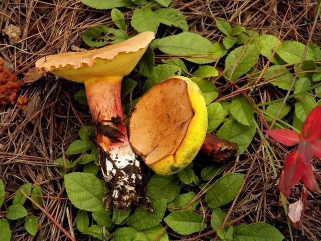 白毒伞和白鸡枞的区别,白毒伞和白鸡枞的区别是什么(堪称野生菌里的