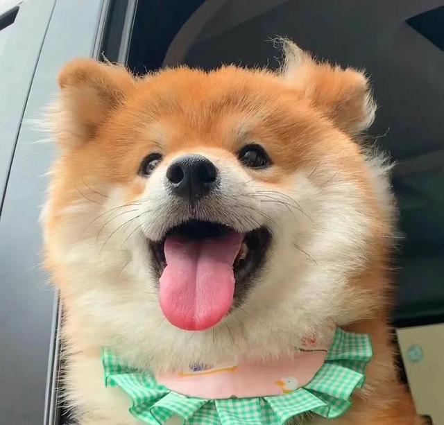 可爱漫画小狗头像微信，可爱漫画小狗头像（治愈系小柴狗头像）