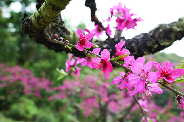 惠州象头山鹰嘴桃园：花开正艳漫山遍野