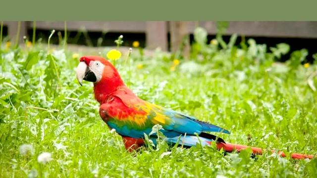 鸟类的羽毛有多少种类型，鸟类的羽毛有多少种类型图片（鸟的羽毛为什么五颜六色）